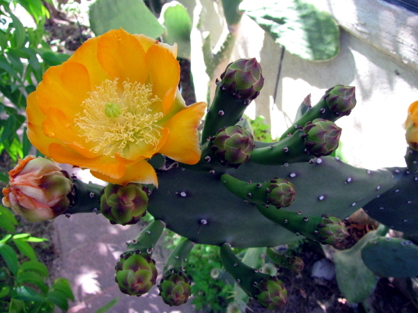 Opuntia sp6.JPG