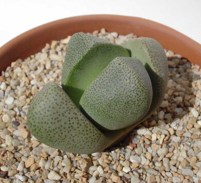 Pleiospilos Nelii