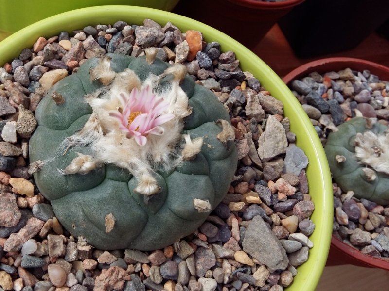 Lophophora williamsii