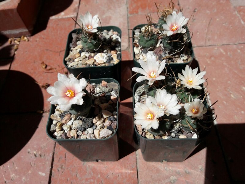 Turbinicarpus Klinkerianus