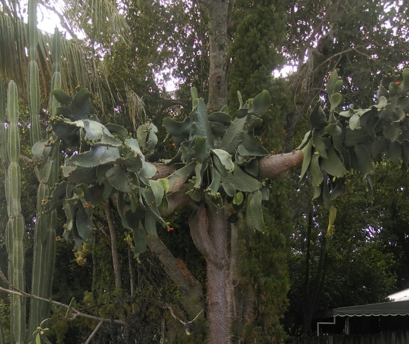 florida tree cactus.jpg