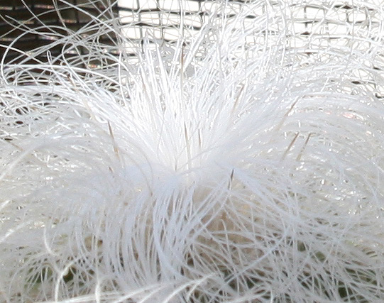 Cephalocereus_senilis05092012_detail.JPG