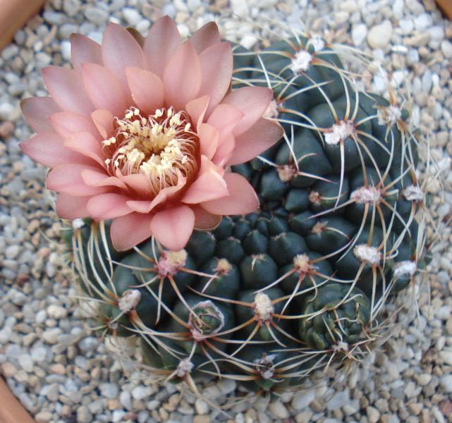 G. Amerhauseri