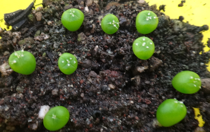 2015.02.21.12.51.02PHOTO_ID106TAGS.seedlings.IDS.64.END.JPG