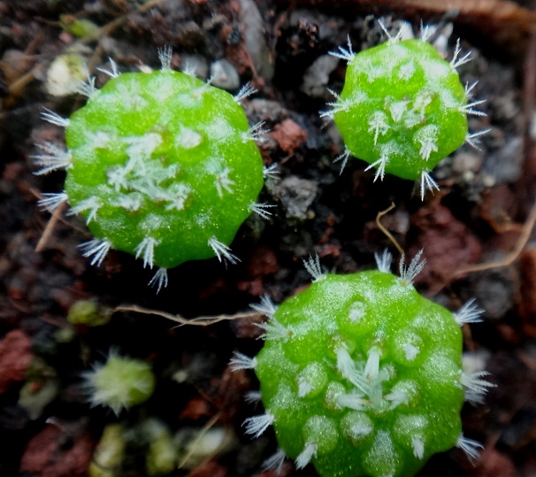 2015.04.19.16.52.51PHOTO_ID356TAGS.seedlings.IDS.75.END.JPG