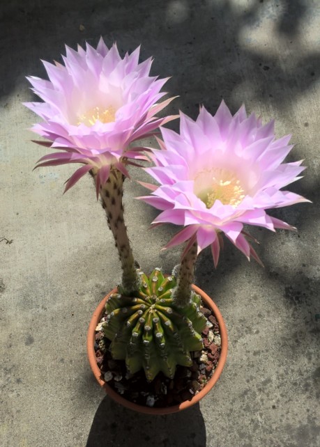 Echinopsis 1-2b.jpg