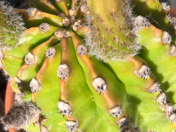 Echinopsis 1-9b.jpg