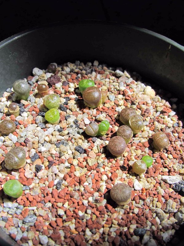 Lithops mix