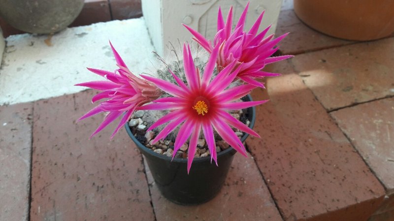 Mammillaria guelzowiana