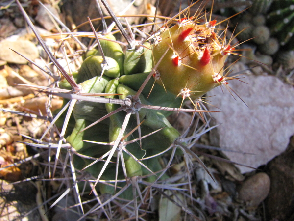 E_triglochidiatus fruit1.JPG