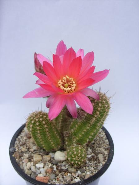 echinopsis chamaecereus 100512.JPG