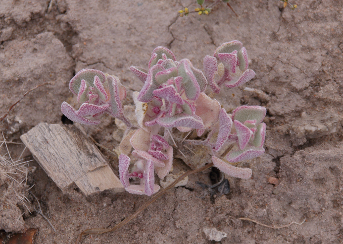 Succulent-Crystal Forest-Petrified Forest National Forest-2017_05_29-23971.jpg