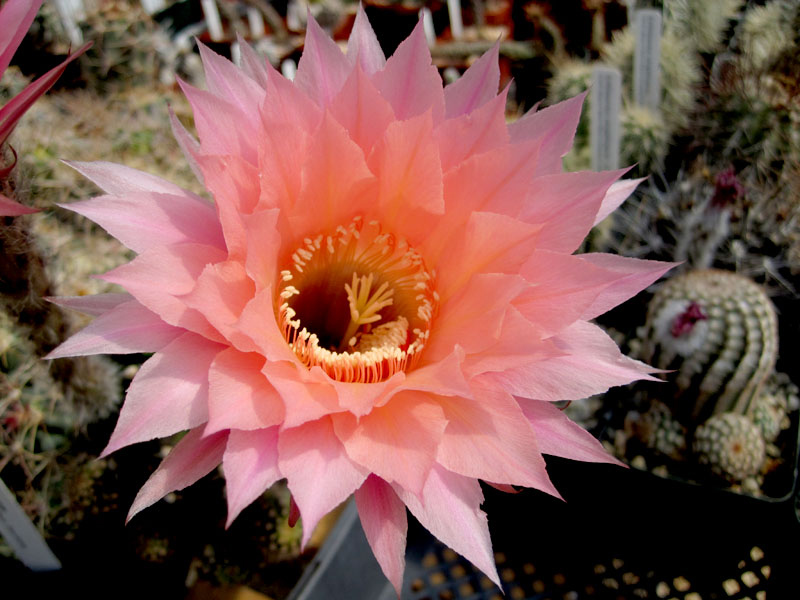 Echinopsis hybrid first flower from seed.