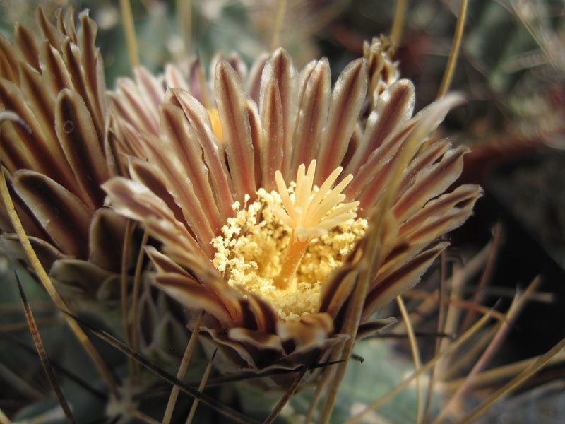 Glandulicactus uncinatus