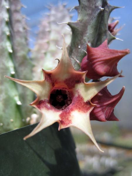 Huernia hybrid. I may propagate this one, i like the randomness of it. [H. bayeri x H. thurettii]