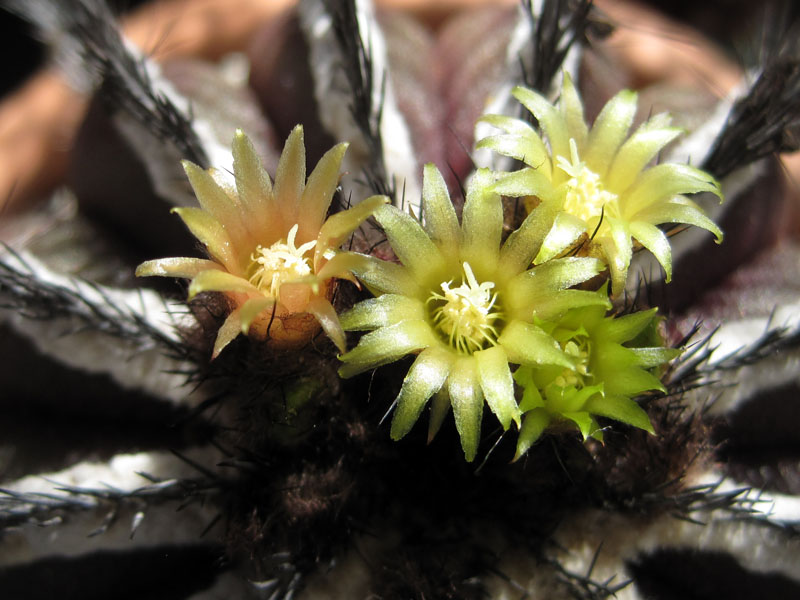 Uebelmannia pectinifera