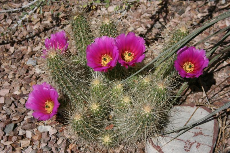 Echinocereus stramineus I (Chandler, AZ)