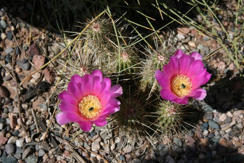 Echinocereus stramineus II (Chandler, AZ)