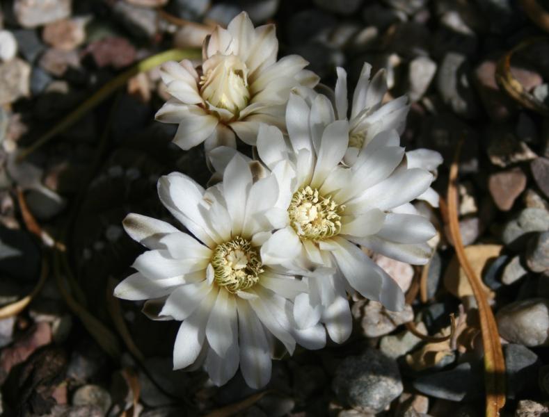 Gymnocalycium ragonesii (Chandler, AZ)