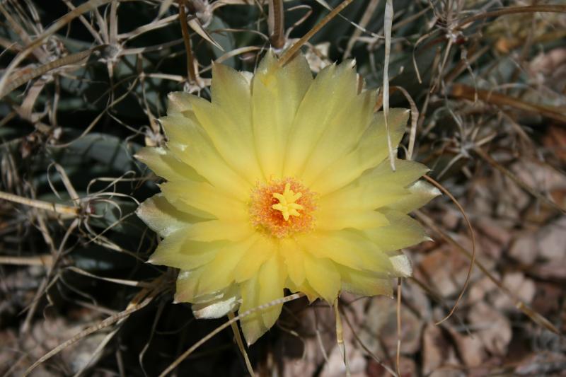 Leuchtenbergia princeps (Chandler, AZ)