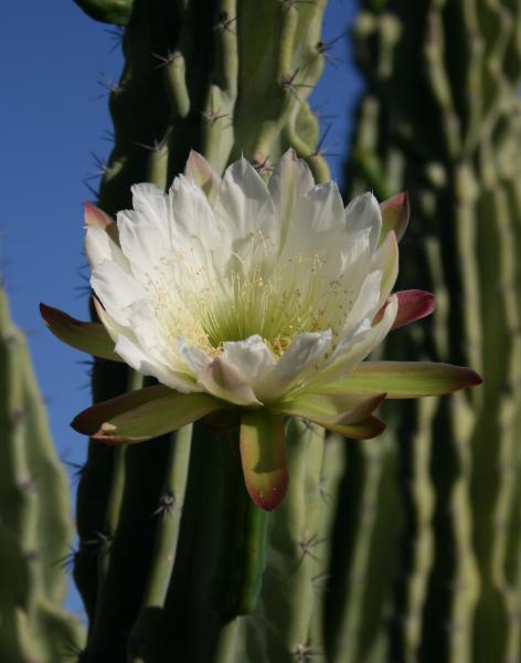 Cereus peruvianus v. monstrose 'Labelle' (Chandler, AZ)