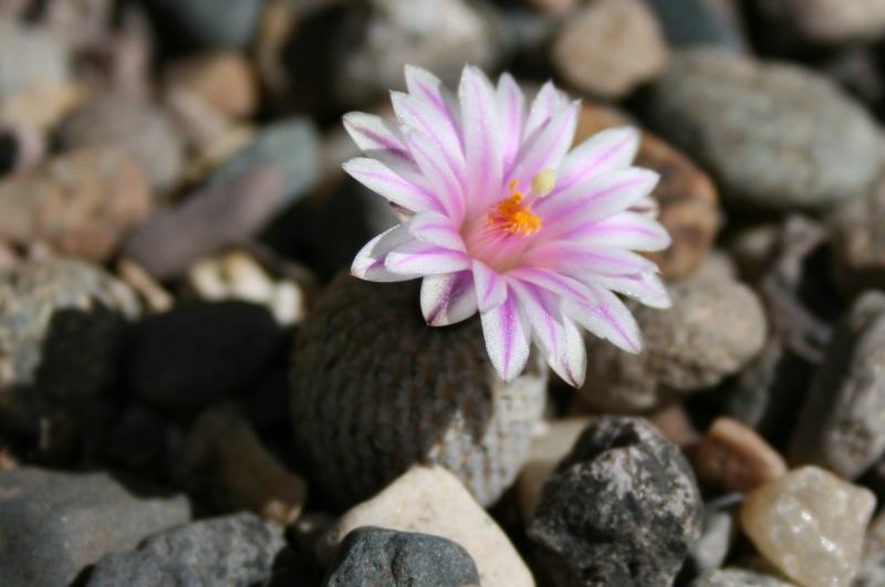 Turbinicarpus valdezianus (Chandler, AZ)