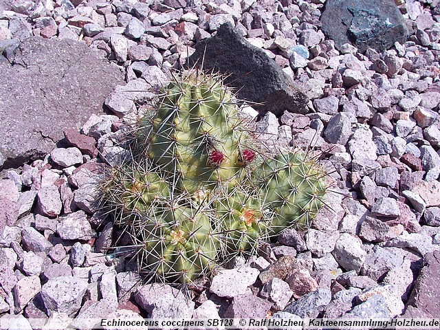 156_Echinocereus_coccineus_SB128.JPG