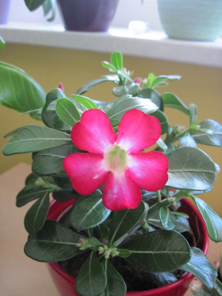 Adenium obesum (2).JPG