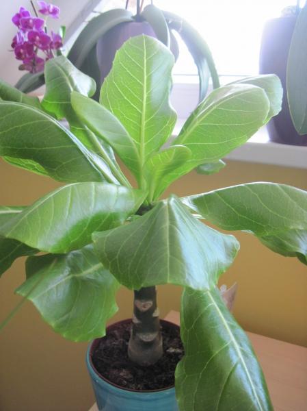 Brighamia insignis.JPG