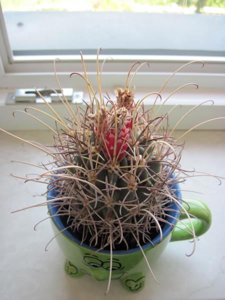 Glandulicactus.JPG