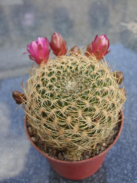 sulcorebutia breviflora var. albispina.JPG