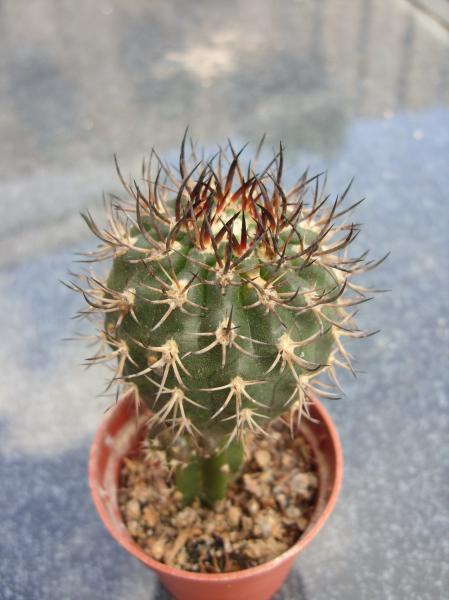 pyrrhocactus umadeave var. marayensis 120512.JPG