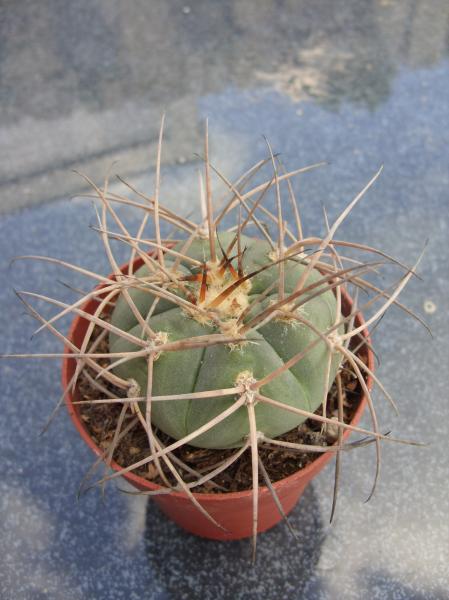 gymnocalicium cardenasianum 120512.JPG