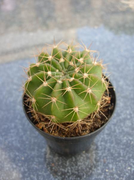 echinopsis sp. LB2515.JPG