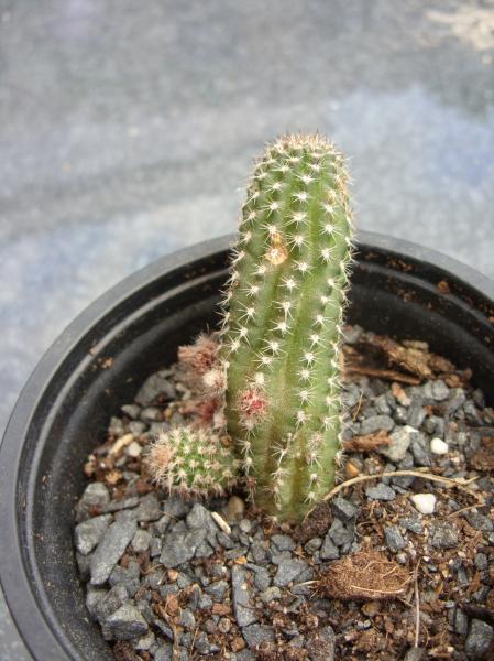 echinopsis chamaecereus cv. albiflora.JPG