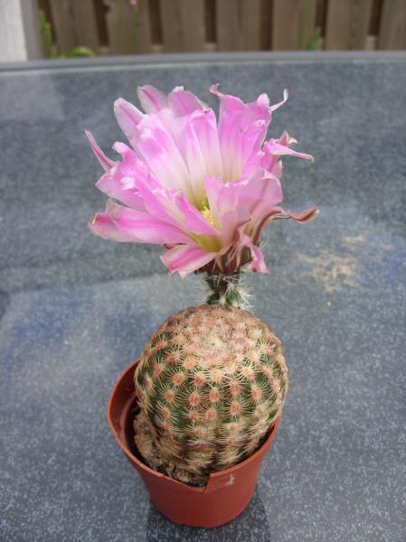 echinocereus rigidissimus 120512.JPG