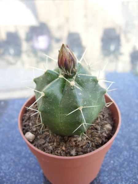 echinocereus knippelianus 120512.JPG