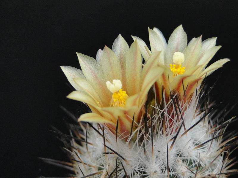 Turbinicarpus subterranaeus ssp. zaragosae 2012 Mai10-2.jpg