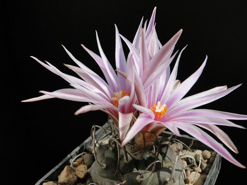 Turbinicarpus schwarzii v. rubriflorus 2012 April28-2.jpg