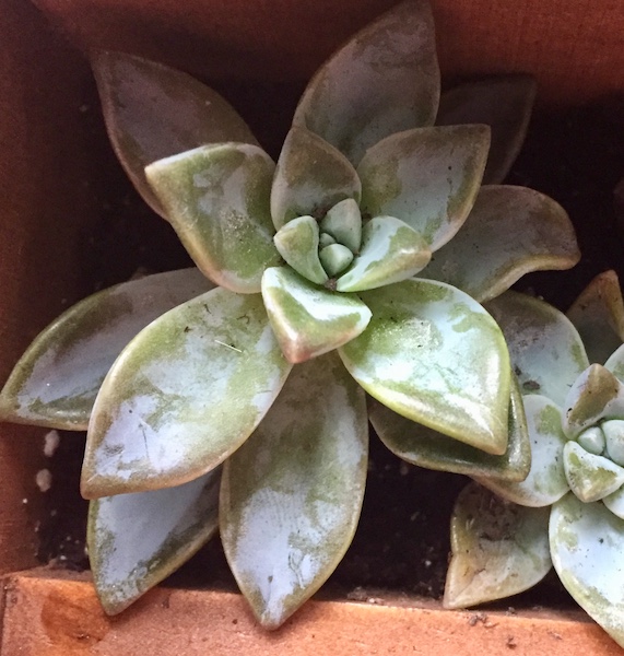 another ghost plant graptopetalum paraguayense?