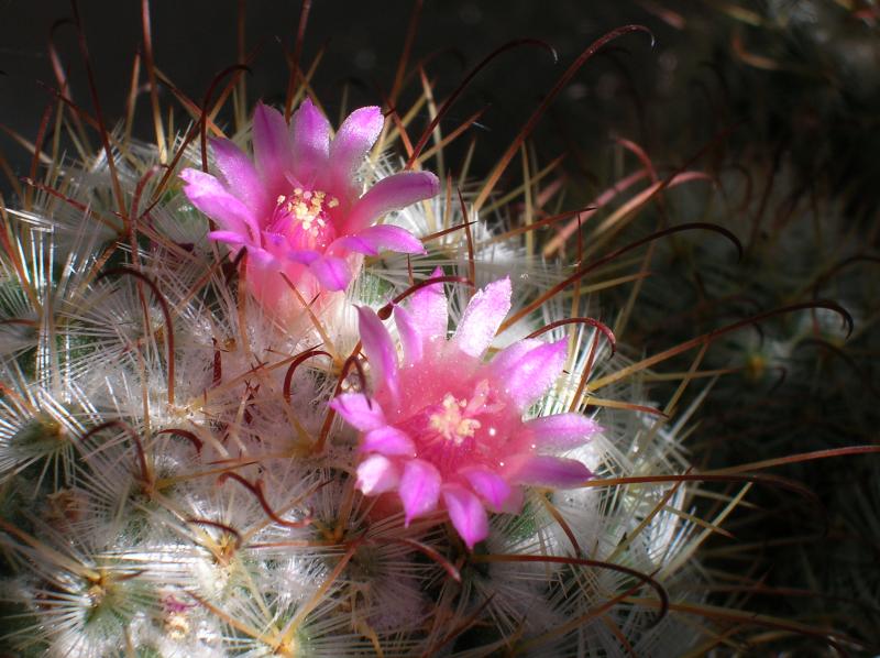 Mammillaria bombycina (05-12-2012)