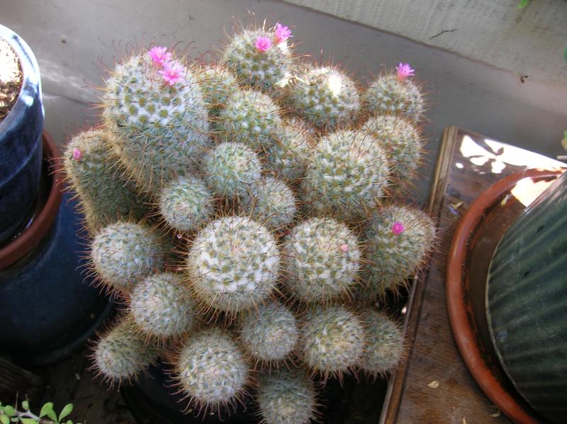 Mammillaria bombycina (05-12-2012)