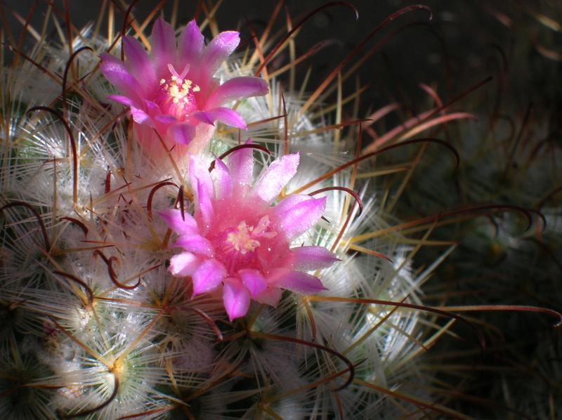 Mammillaria bombycina (05-12-2012)