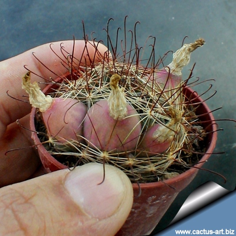 mammillaria wrightii