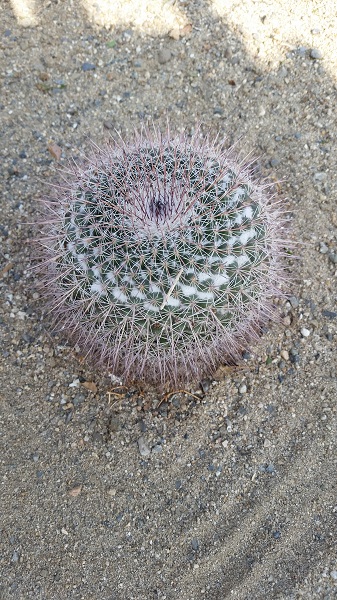 mammillaria standleyi?