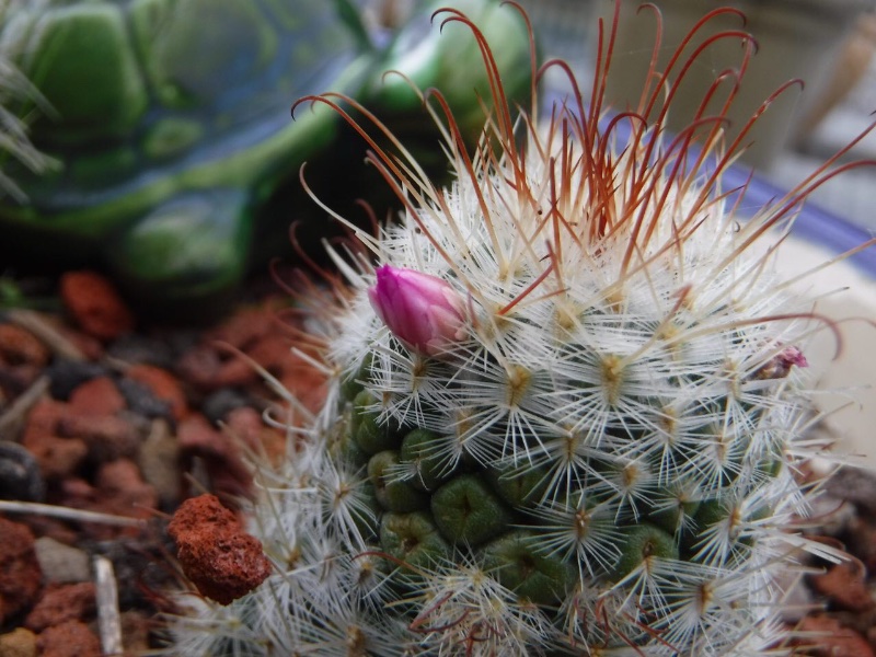 Mammillaria bombycina