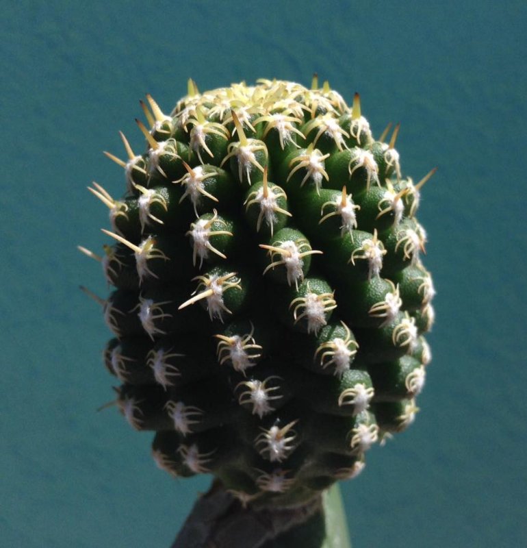 Opuntia graft 4.jpg