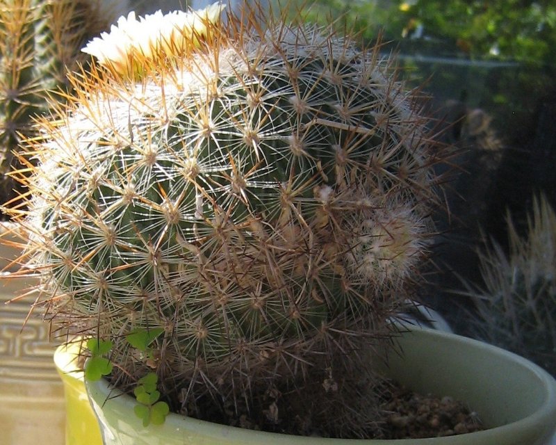 My weeded Stenocactus vaupelianus.