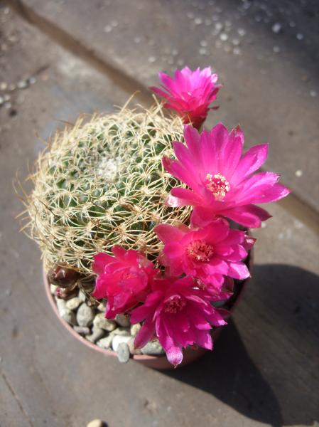 sulcorebutia breviflora var. albispina 140512.JPG