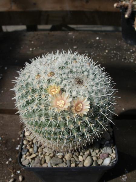 mammillaria parkinsonii 140512.JPG